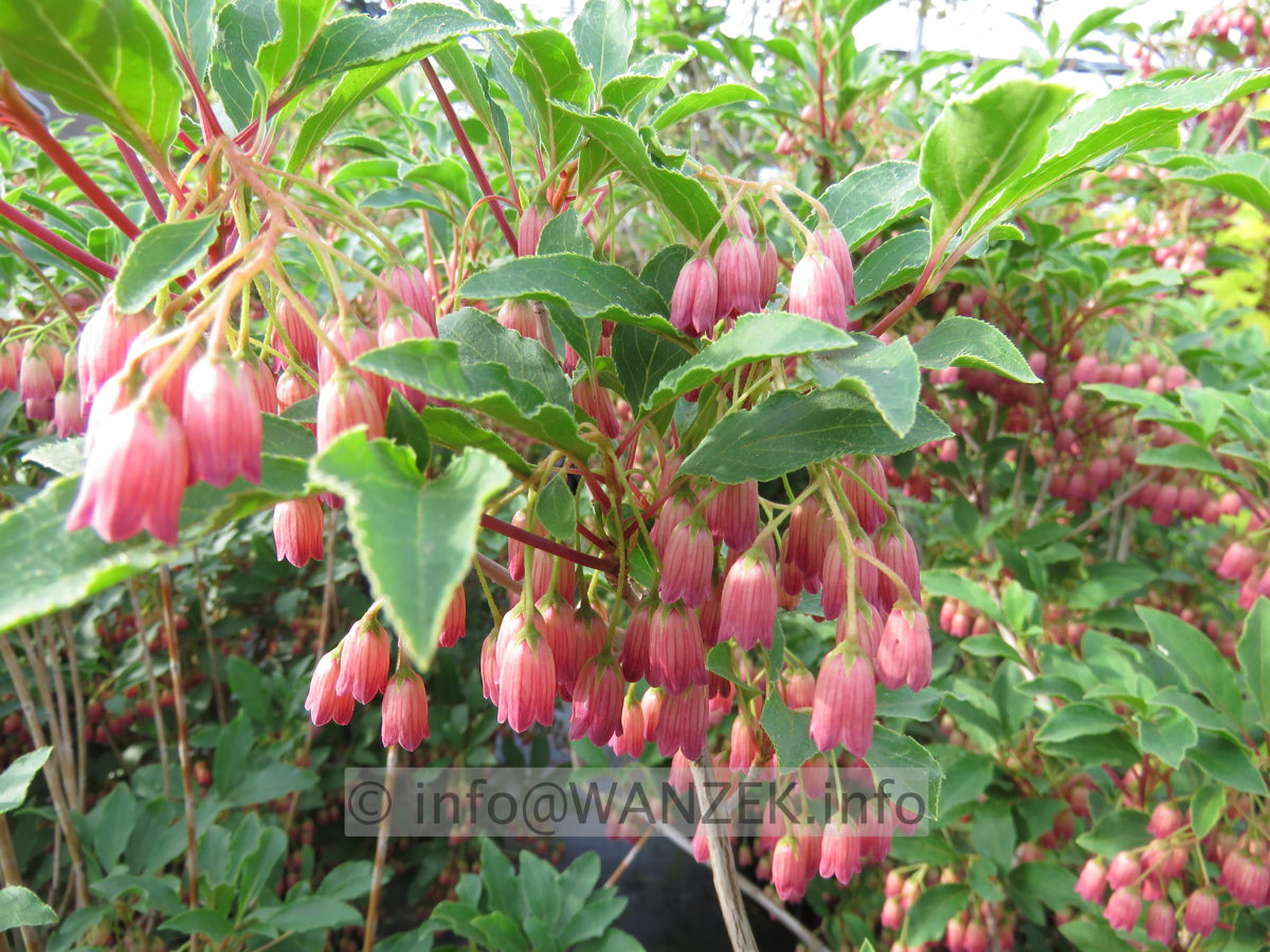 Enkianthus campanulatus Ruby Glow 05.JPG